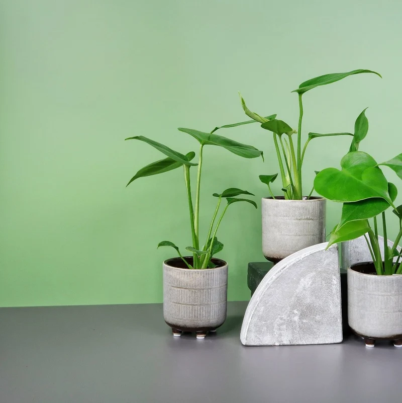 MONSTERA DELICIOSA