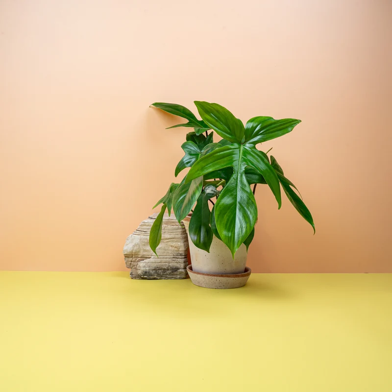 PHILODENDRON FLORIDA GREEN