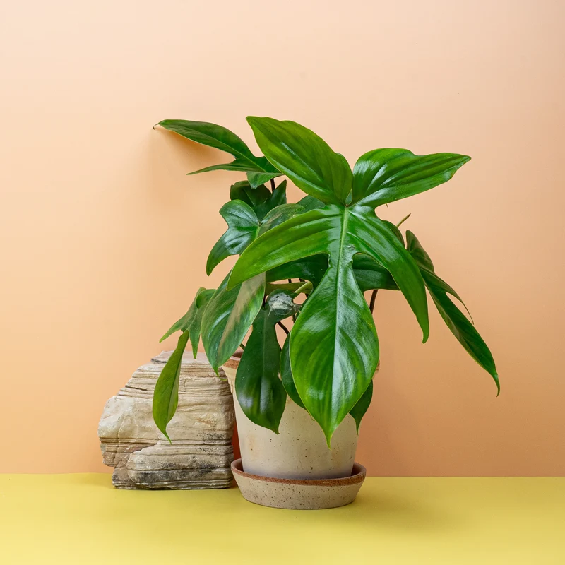 PHILODENDRON FLORIDA GREEN