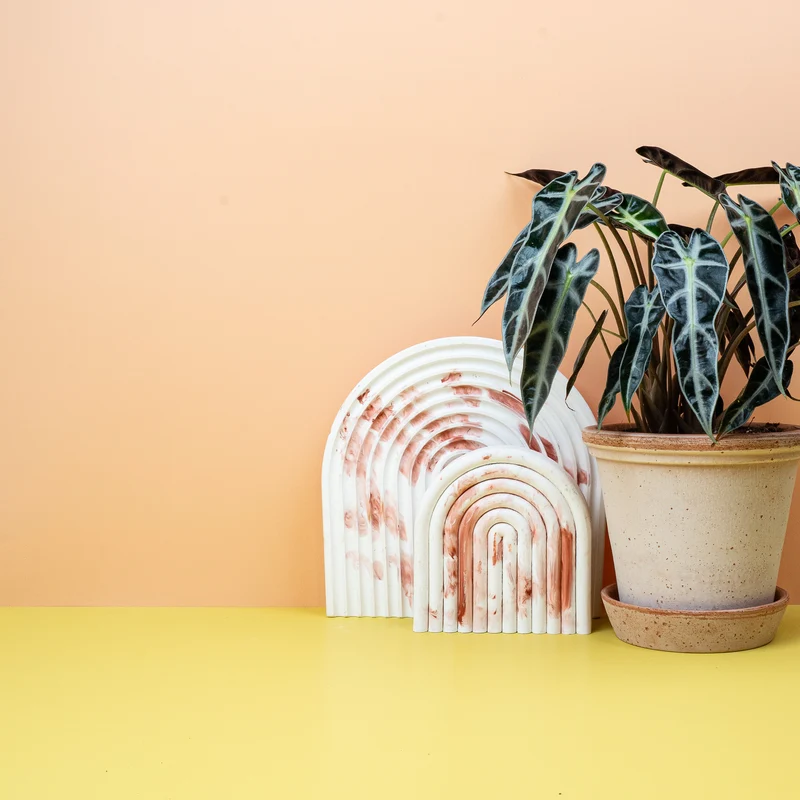ALOCASIA BAMBINO
