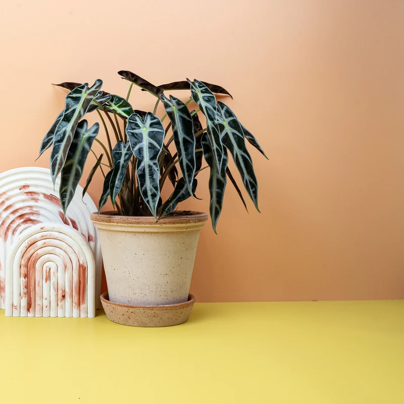 ALOCASIA BAMBINO