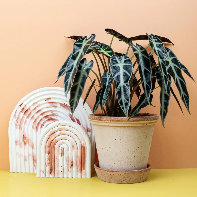 ALOCASIA BAMBINO