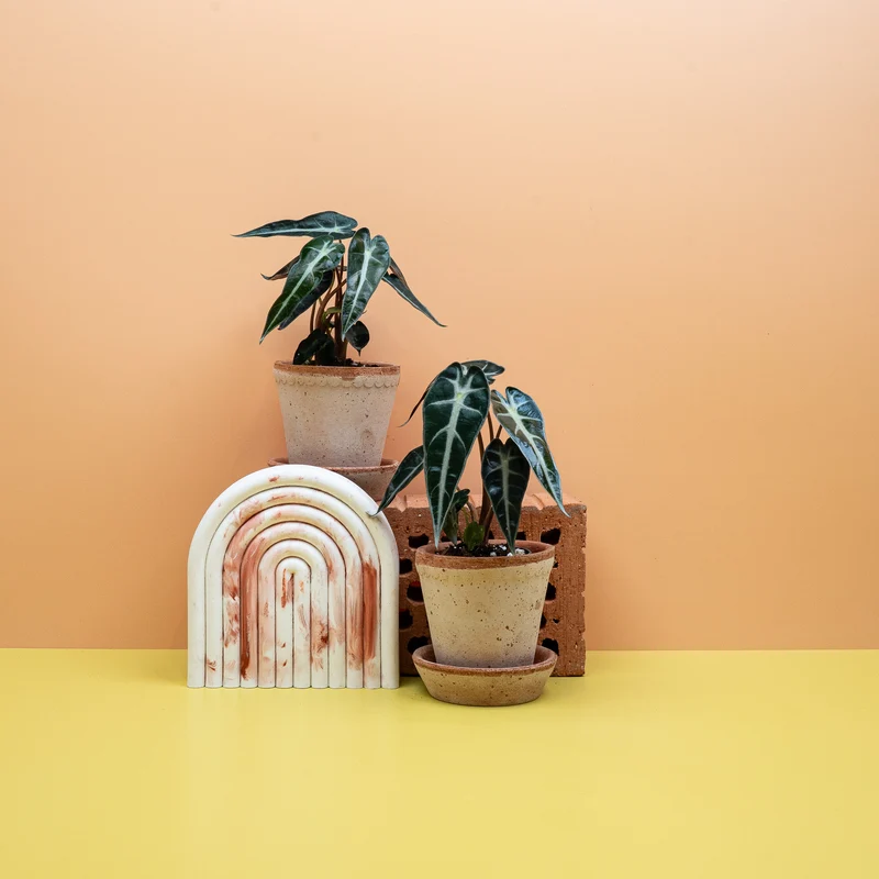 ALOCASIA BAMBINO