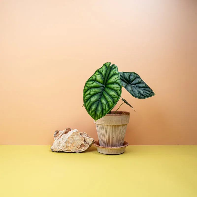 ALOCASIA DRAGON SCALE
