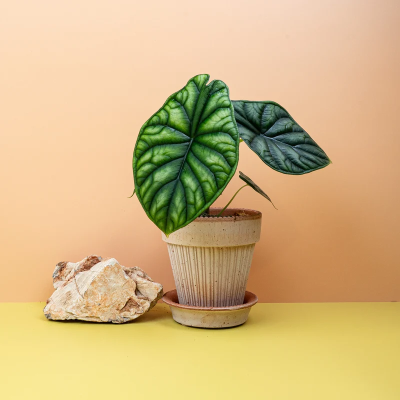 ALOCASIA DRAGON SCALE