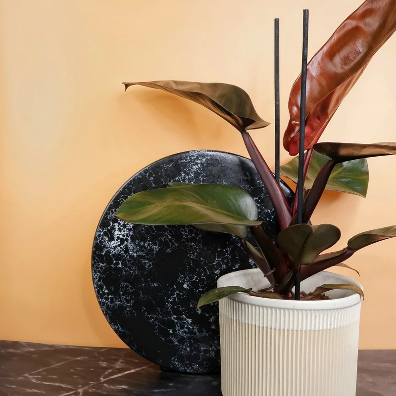 PHILODENDRON BLACK CARDINAL