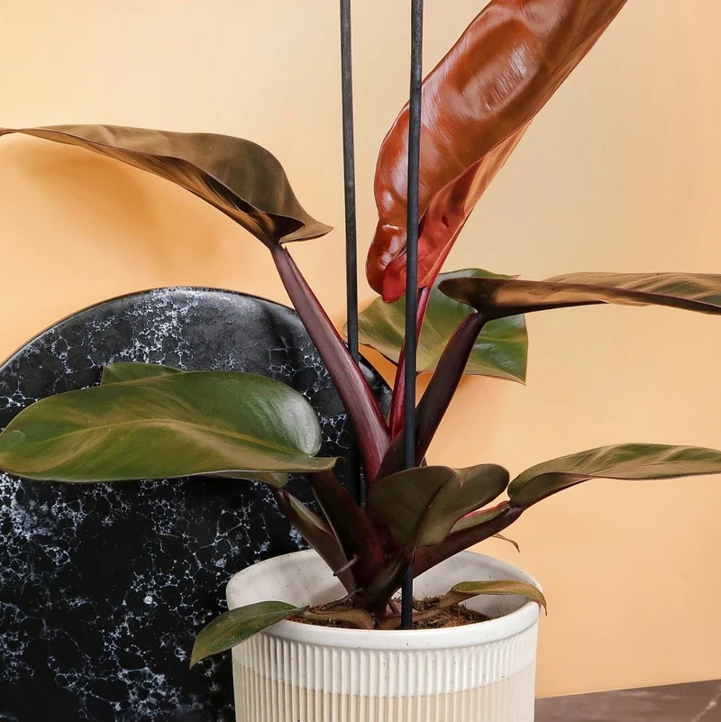 PHILODENDRON BLACK CARDINAL