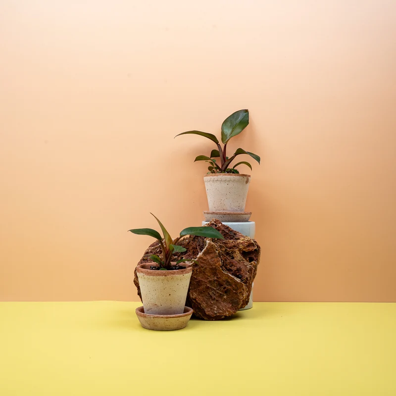 PHILODENDRON BLACK CARDINAL