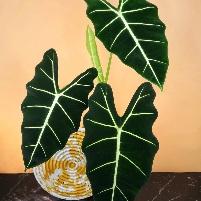 ALOCASIA FRYDEK