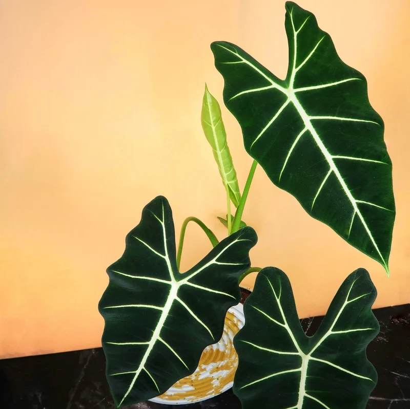 ALOCASIA FRYDEK