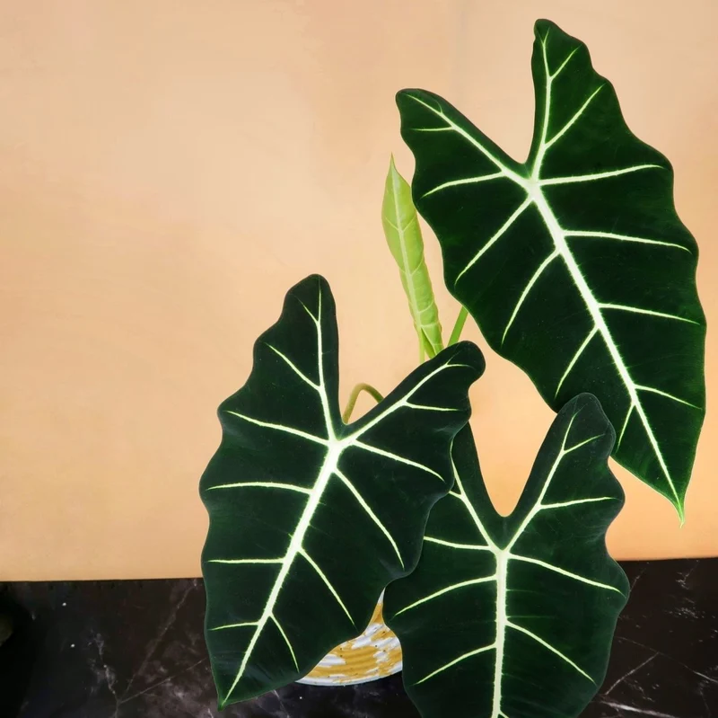 ALOCASIA FRYDEK