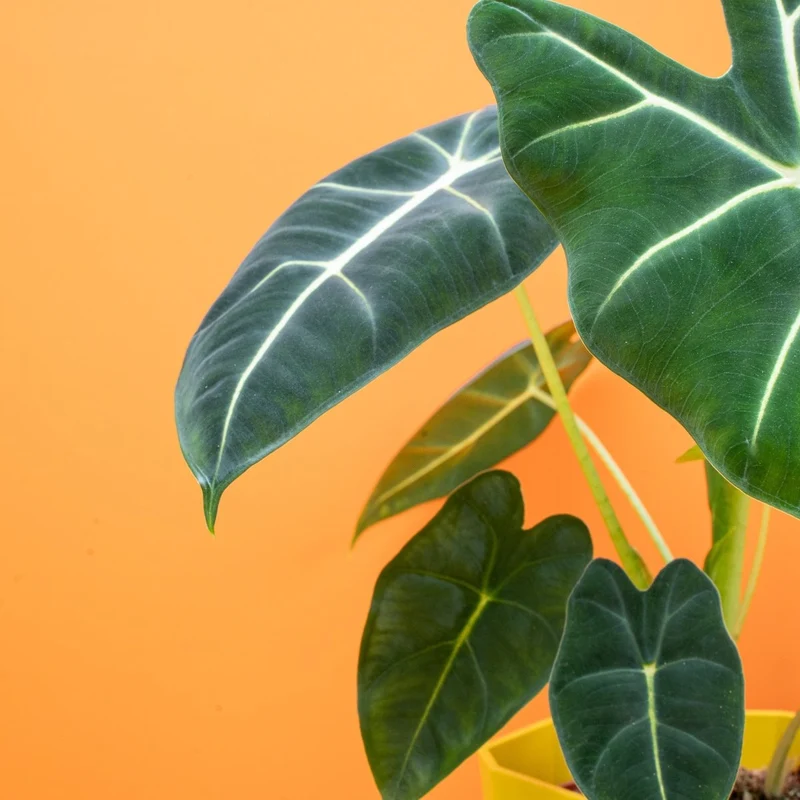 ALOCASIA FRYDEK