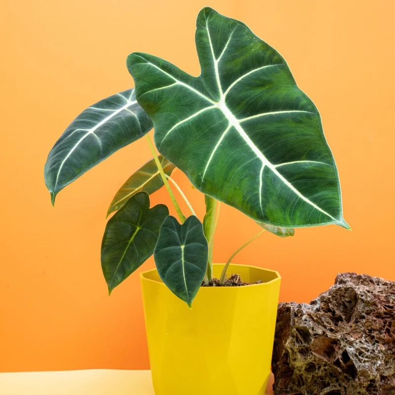ALOCASIA FRYDEK