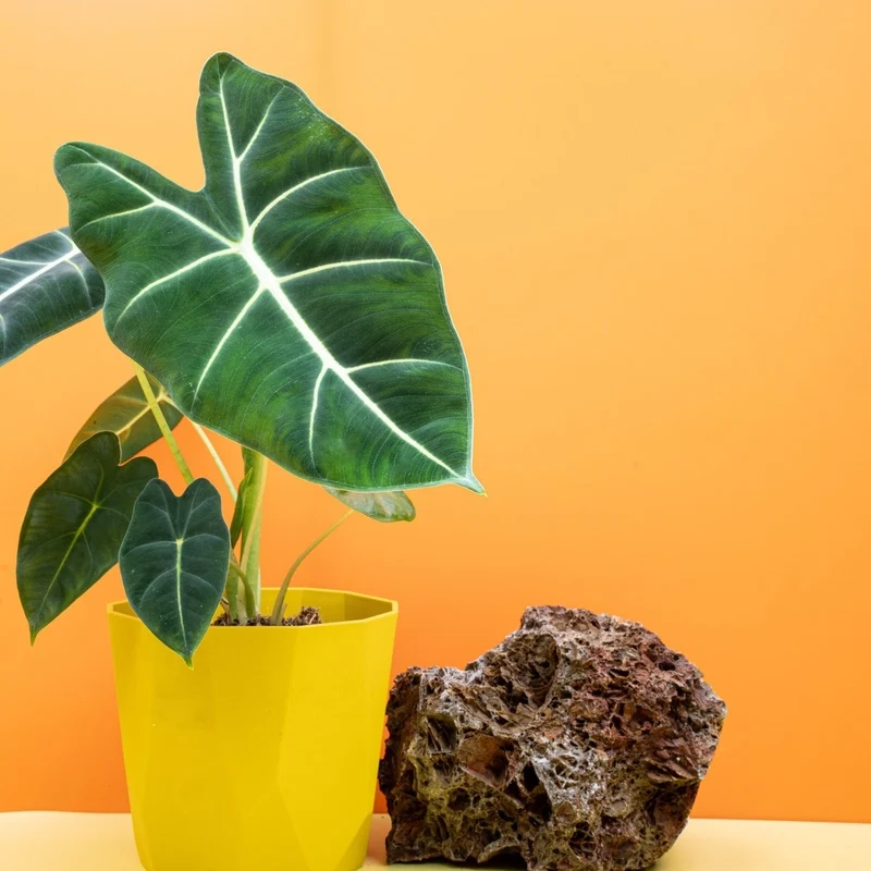 ALOCASIA FRYDEK
