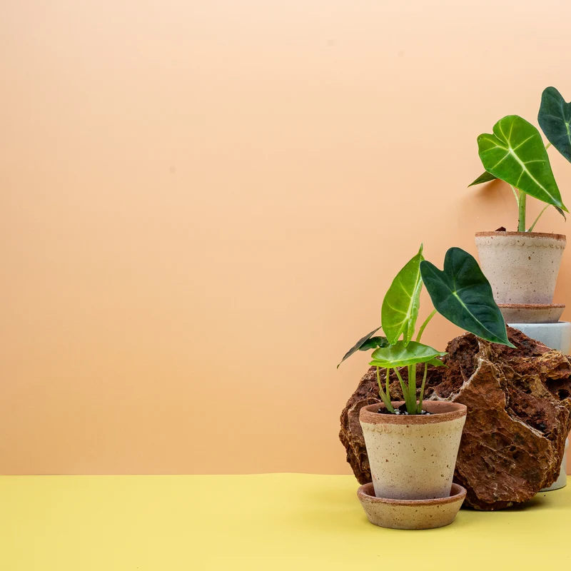 ALOCASIA FRYDEK