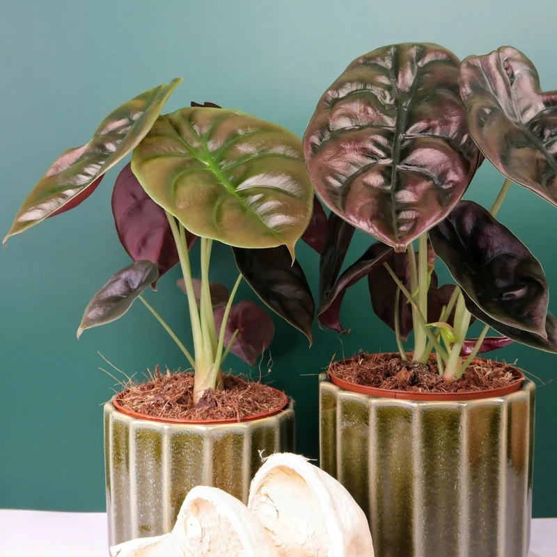 ALOCASIA CUPREA RED SECRET