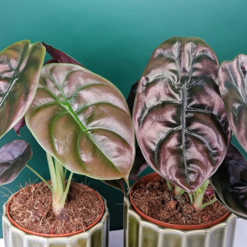 ALOCASIA CUPREA RED SECRET