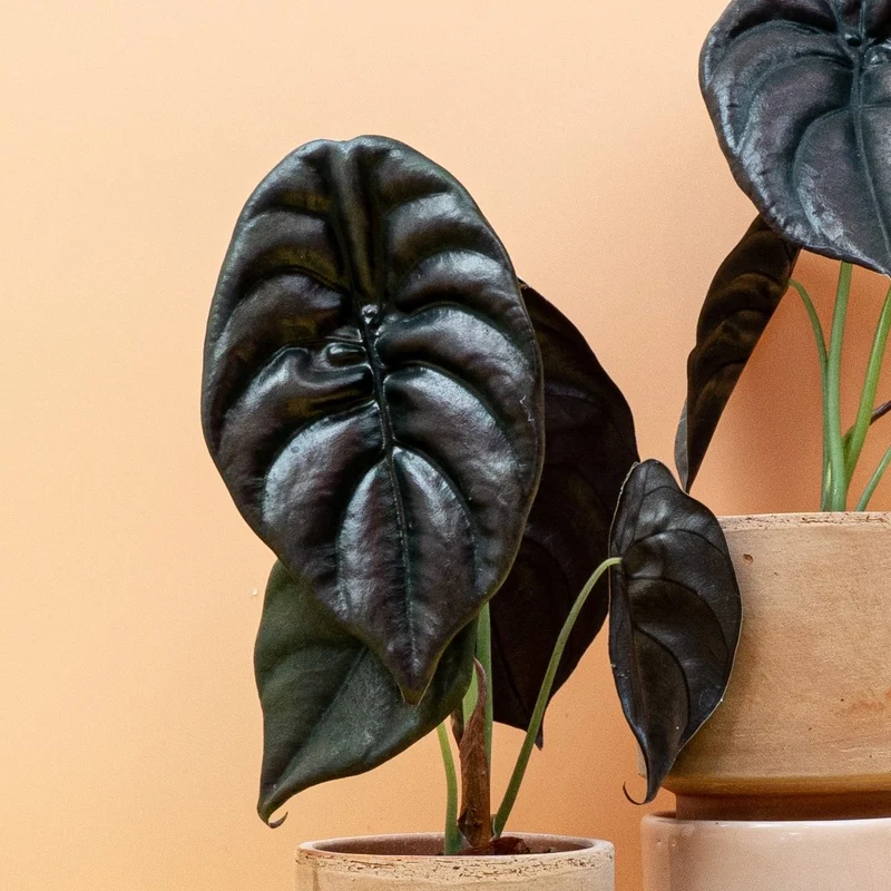 ALOCASIA CUPREA RED SECRET