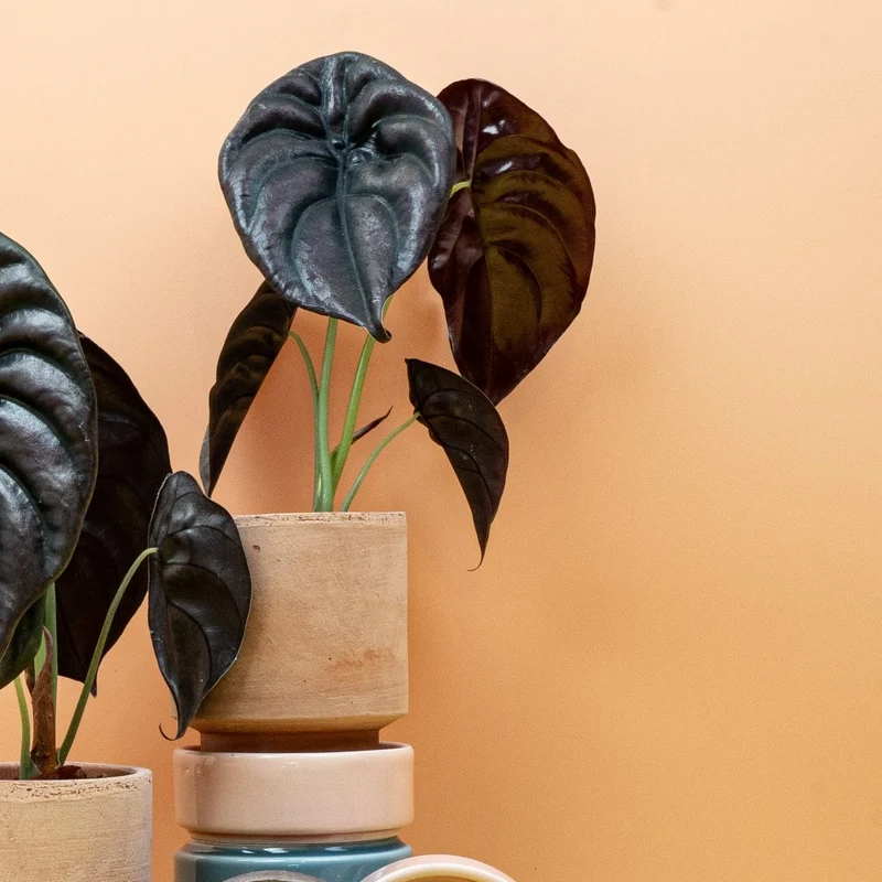 ALOCASIA CUPREA RED SECRET
