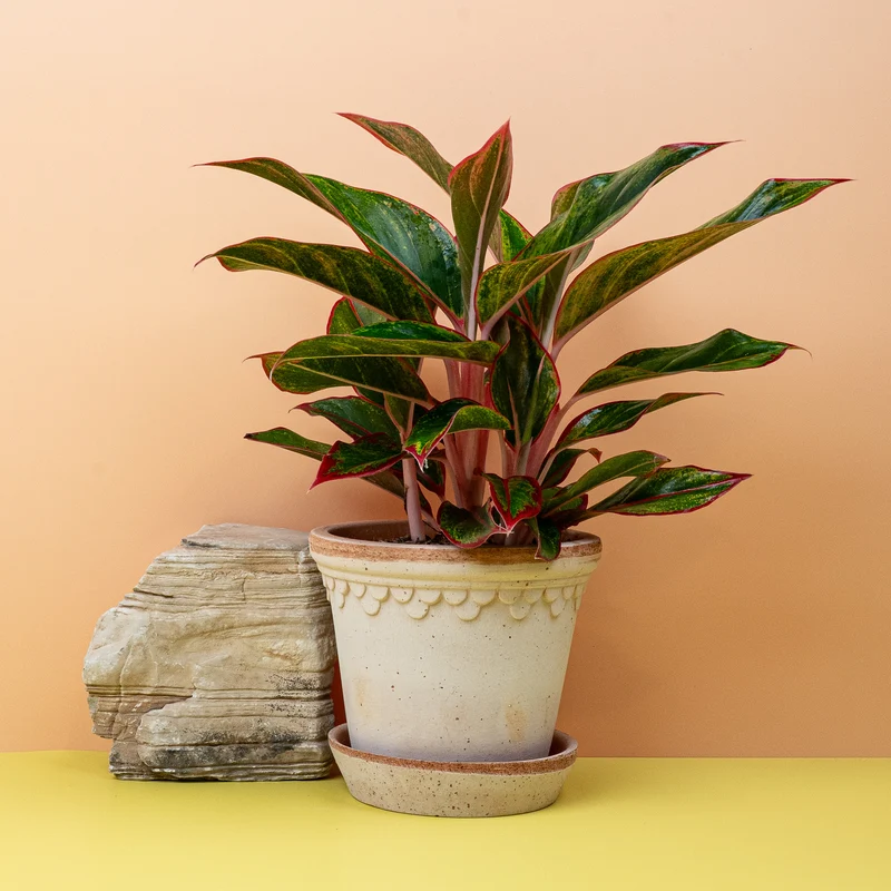 AGLAONEMA CRETE