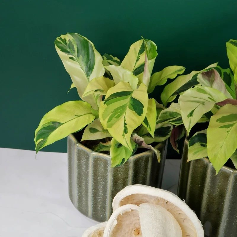 CALATHEA YELLOW FUSION