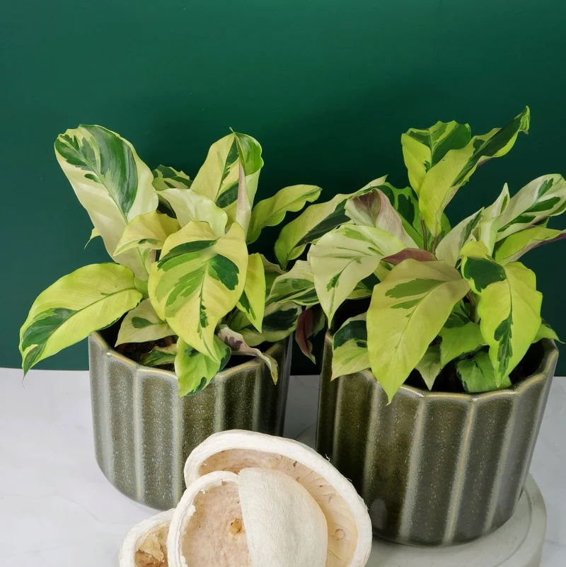 CALATHEA YELLOW FUSION