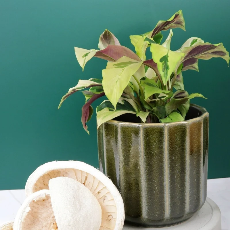 CALATHEA YELLOW FUSION