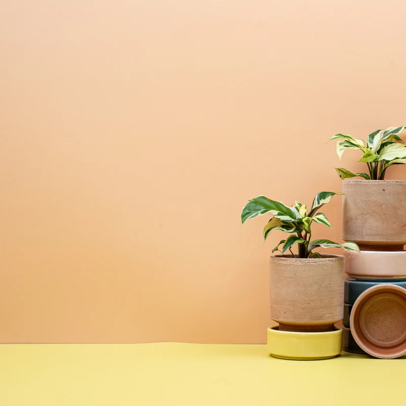 CALATHEA YELLOW FUSION
