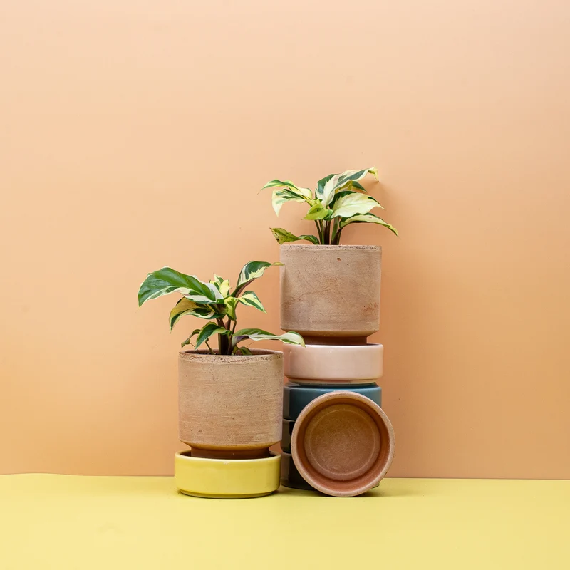 CALATHEA YELLOW FUSION