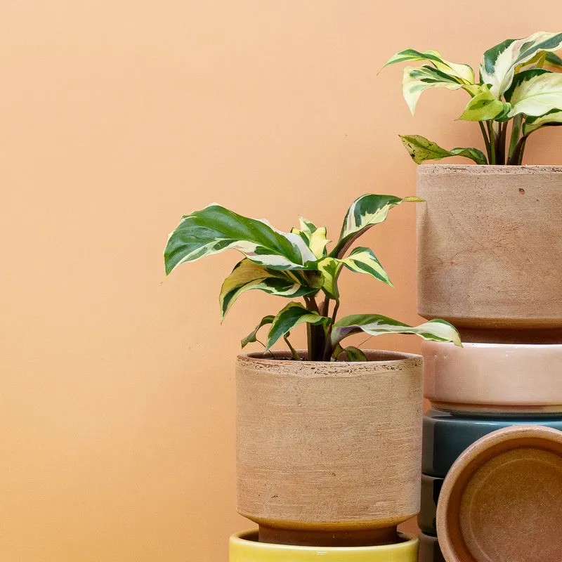 CALATHEA YELLOW FUSION