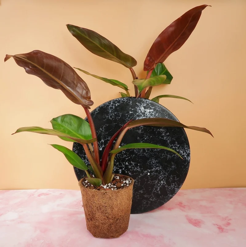 PHILODENDRON RED SUN