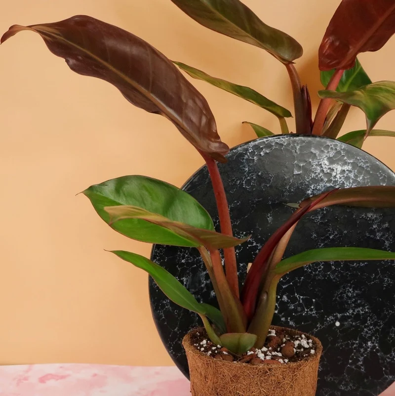 PHILODENDRON RED SUN