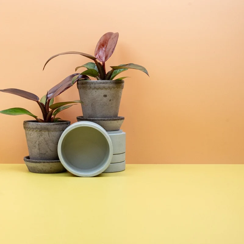 PHILODENDRON RED SUN
