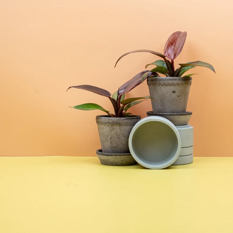 PHILODENDRON RED SUN