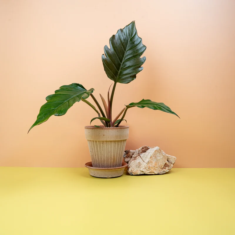 PHILODENDRON CARAMEL