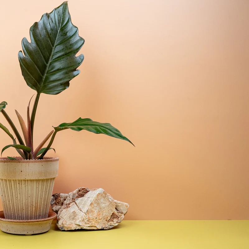 PHILODENDRON CARAMEL