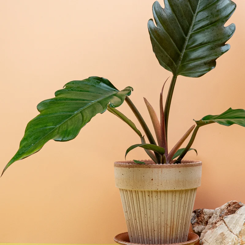 PHILODENDRON CARAMEL