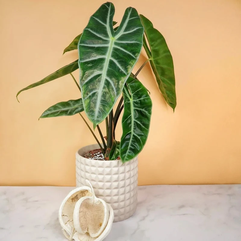 ALOCASIA LONGILOBA