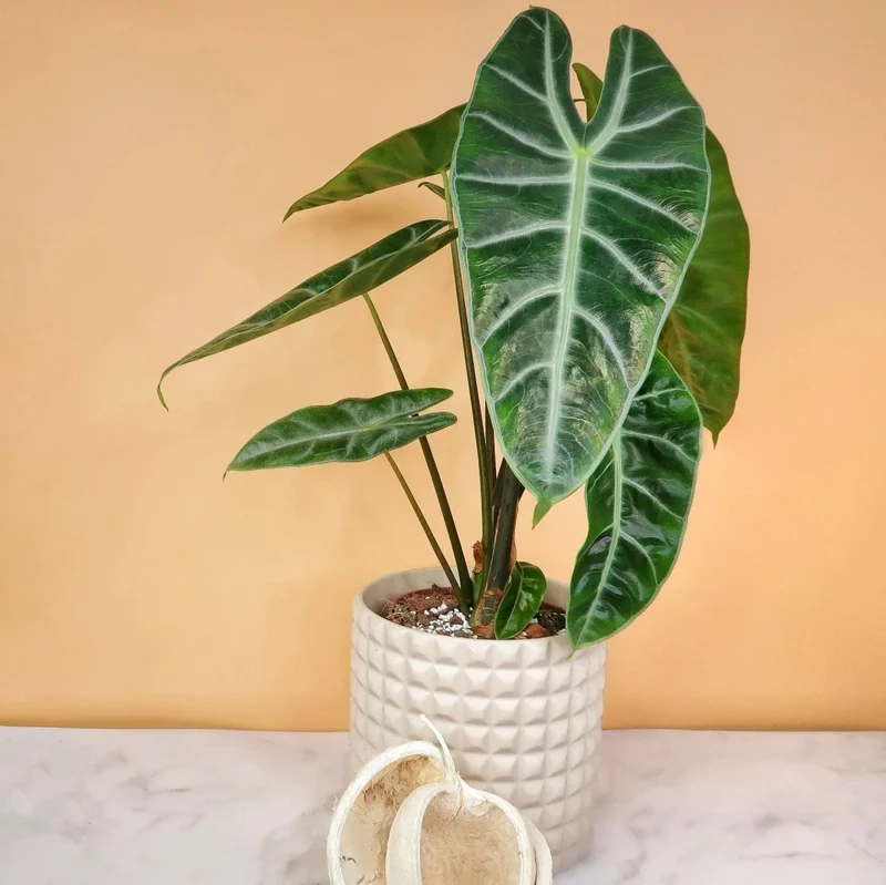 ALOCASIA LONGILOBA