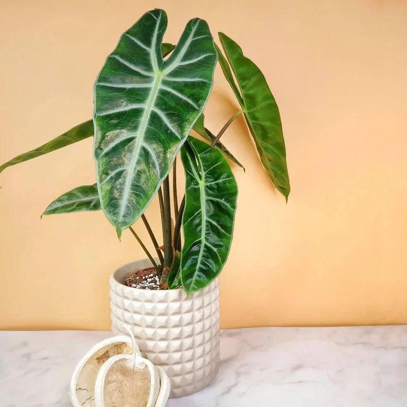 ALOCASIA LONGILOBA
