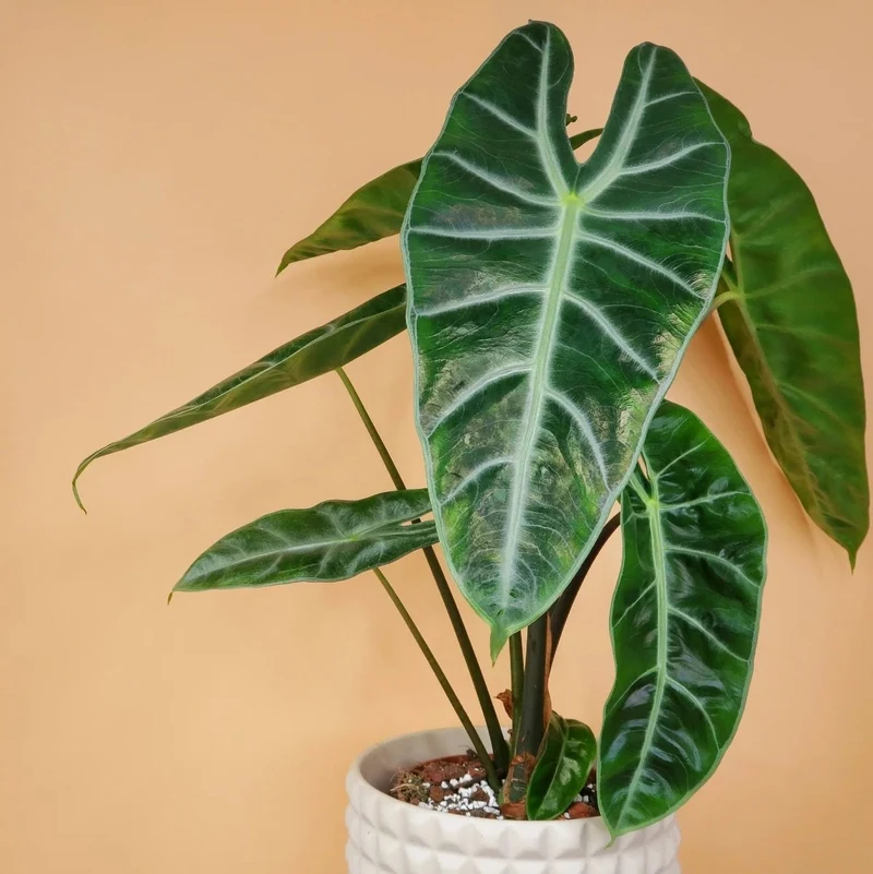 ALOCASIA LONGILOBA