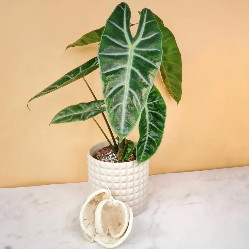 ALOCASIA LONGILOBA