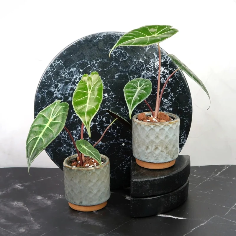 ALOCASIA LONGILOBA