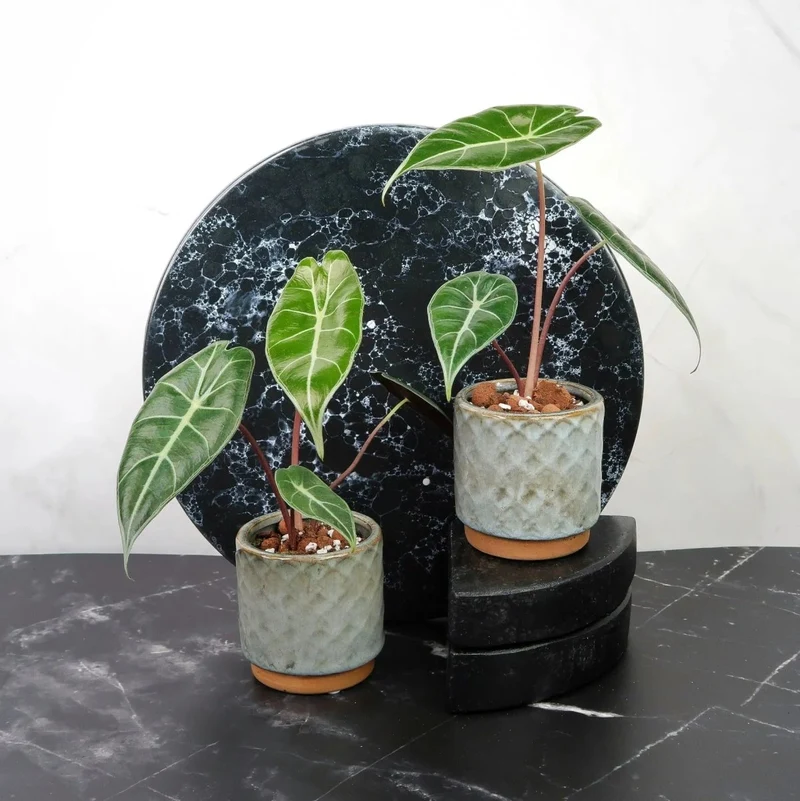 ALOCASIA LONGILOBA