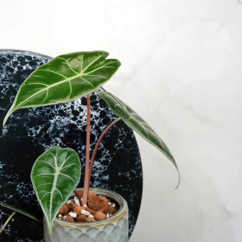ALOCASIA LONGILOBA