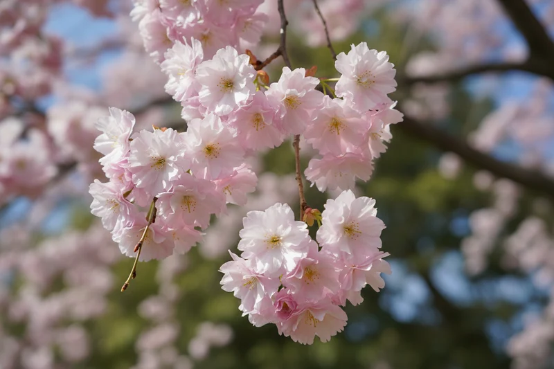 Hängende Winterkirsche 'Pendula Plena Rosea' / Prunus subhirtella 'Pendula Plena Rosea'