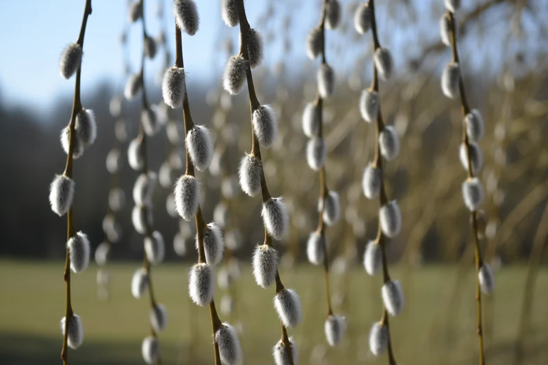 Hängende Kätzchenweide 'Pendula' / Salix caprea 'Pendula'