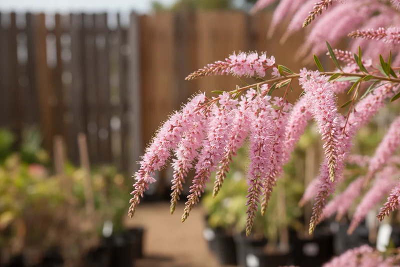 Kaspische Tamariske 'Pink Cascade' / Tamarix ramosissima 'Pink Cascade'