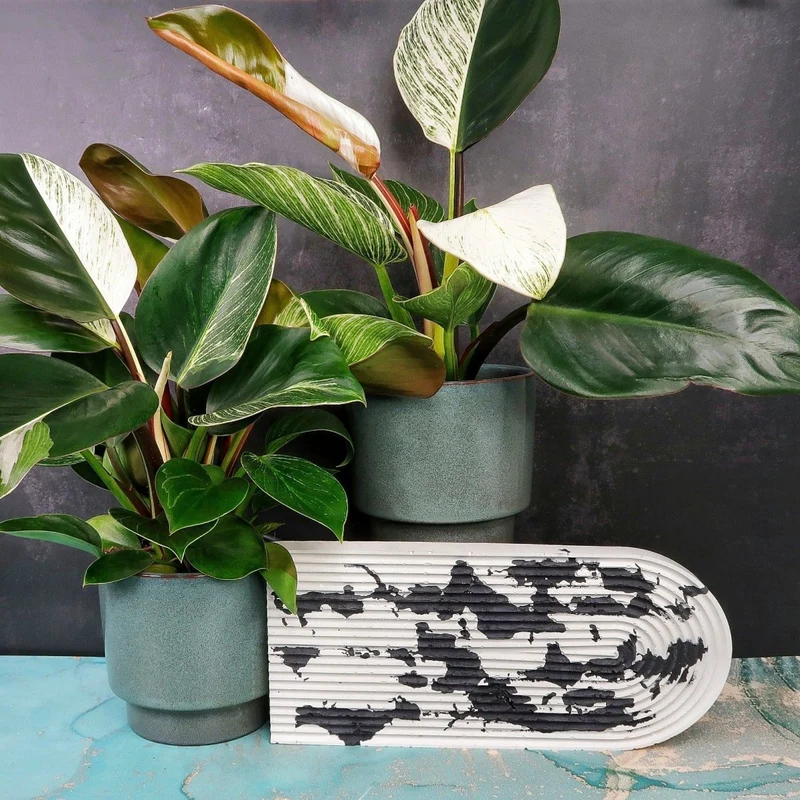 PHILODENDRON BIRKIN VARIEGATA MUTANTE