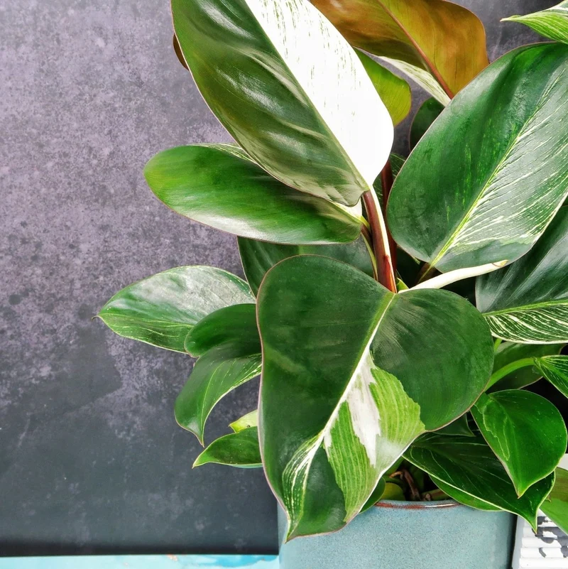 PHILODENDRON BIRKIN VARIEGATA MUTANTE
